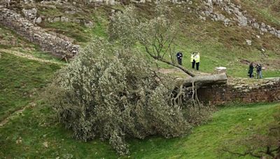 Dos ingleses serán procesados por derribar "el árbol de Robin Hood"