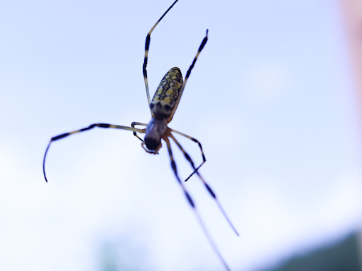 Flying Spiders Glide Into New Territories