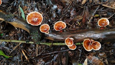 The Science Quiz | The world of fungi