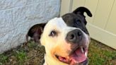 Furry Friends: Smiling Samantha looking for fur-ever family