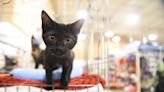 Fostering a kitten? A Californian university wants to hear from you