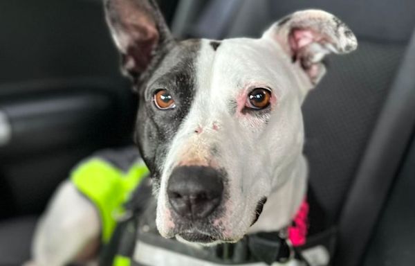 Scotland’s loneliest dog finds home with family who fell in love at first sight