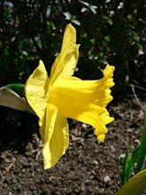 Narcissus (plant)