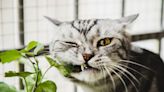 Here's Why the Cat Palm Is One of the Few Plants Cats Can Safely Nibble