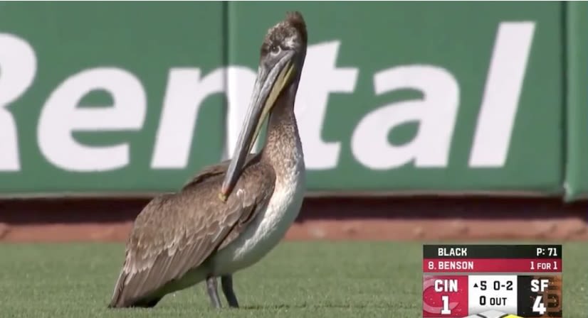 Pelican Takes Center Stage For Giants Game And Announcer Makes Sure It Receives Proper Credit