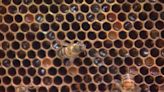 Swarm Season: Bees in Middle Tennessee