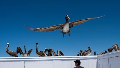 Hundreds of pelicans have been stranded on the California coast for the second time in 2 years