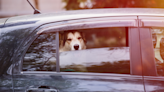 When is it safe—and legal—to leave your dog in the car?