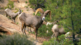 Relocation efforts and nurseries are helping to restore Utah's bighorn sheep.