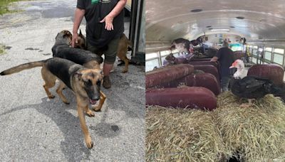 Adams County SPCA rescues animals being used for bestiality from trailer towed by bus