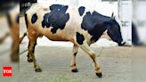 44 conservation centres to be set up for cows | Lucknow News - Times of India