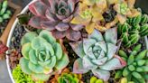 These 74 Different Types of Succulents Are Not Only Gorgeous—but Also Hard To Kill