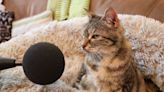 Guinness World Records 2023: The loudest purr and world’s highest stand-up gig