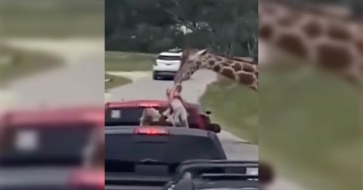 Giraffe hoists toddler from car at safari park