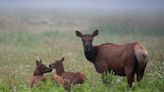 Forest road near Cuba, New Mexico closed for elk calving