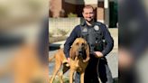 Pair of Gastonia police K-9s helps track down missing 7-year-old, armed car thief