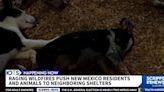 New Mexico communities take in animals evacuated during wildfires