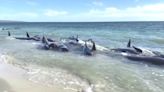 西澳海岸逾160頭領航鯨擱淺 其中30頭已死亡