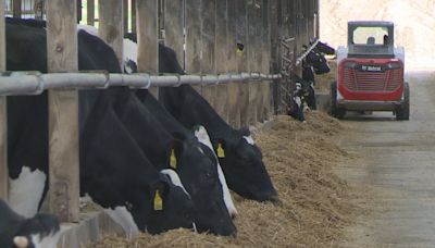 Wisconsin farmers vigilant of bird flu in cows as other states have confirmed cases