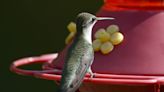 How to draw a hummingbird to your Delaware home: Here's what to know