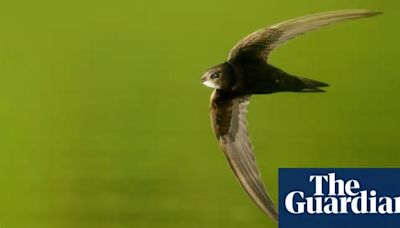 Birdwatch: the invincible swift, effortless master of the air