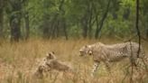 Cheetah Gamini Enjoys Rain With Her Cubs At Kuno National Park, Adorable Video Goes Viral - News18