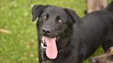 Labrador Retriever ‘Helps’ Pregnant Mom Do Yardwork and Hilarity Ensues