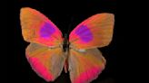 A new camera created by scientists lets us see colors only seen by animals