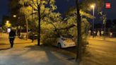 El episodio de viento de este lunes dejó intervenciones por caída de ramas y toldos en Leganés, Getafe o Pinto