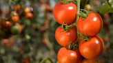 La lenta agonía del tomate canario: menos cultivo, la competencia de Marruecos y un "brutal" aumento de los costes