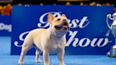 National Dog Show 2022: Winston the Top-ranked French Bulldog Wins Best in Show