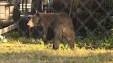 Black bear caught on camera walking around near downtown Fort Myers - WSVN 7News | Miami News, Weather, Sports | Fort Lauderdale