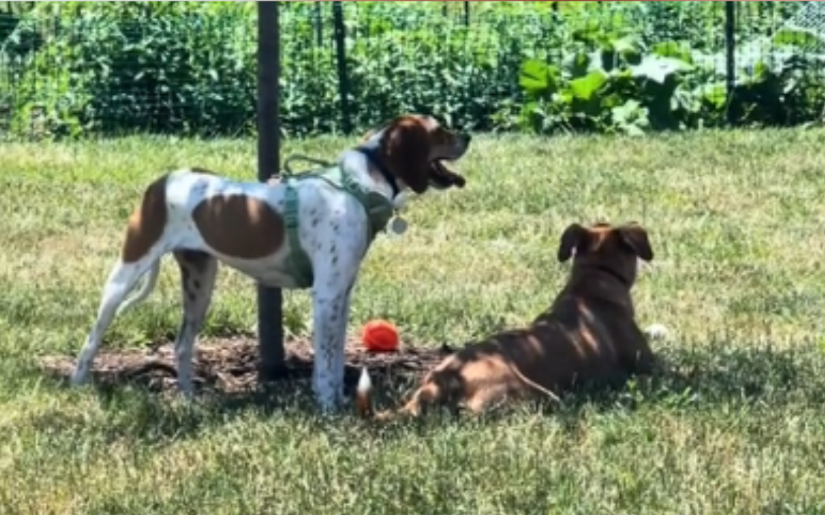 Joy as rescue dog realizes his best friend from his shelter lives next door