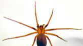 Are you seeing more brown recluse spiders? Here’s how to recognize them and stay safe