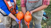 Football-sized goldfish cloning themselves in B.C., Ontario waters