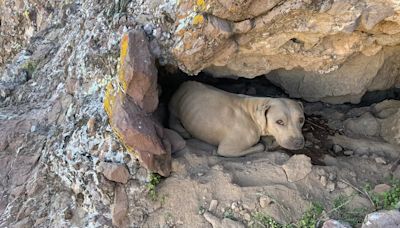 La increíble historia de Bright Eyes: la “shar pei mix” abandonada que desafió al peligro en las montañas de Arizona