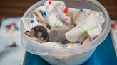 A penguin chick hatched at the Milwaukee County Zoo in December
