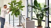 Bloomscape now delivers tree-sized indoor plants to your door — and they arrive in perfect condition