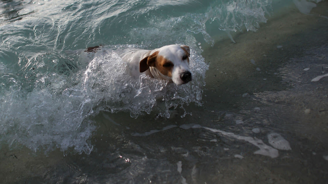 Florida is home to 2 of the country's best dog-friendly beaches: report
