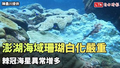 警訊！澎湖海域珊瑚白化嚴重 棘冠海星異常增多（陳盡川提供） - 自由電子報影音頻道