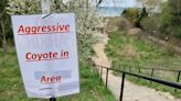 Wilmette residents warned of aggressive coyote activity following early March attack