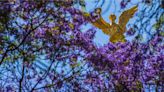 Señal de alerta que jacarandas florezcan durante enero en CDMX