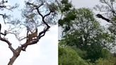 Video Of Leopard And Monkey’s Chasing Game On A Tree Is Too Funny To Miss - News18