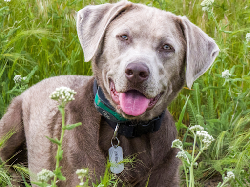 Woman Has Silver Labrador She ‘Birthed’ Walk Down the Aisle at Her Wedding