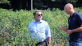 West Michigan blueberry farms are struggling with an invasive pest. Gary Peters wants to help.