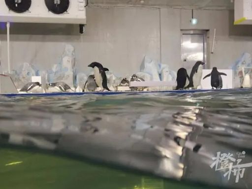 網紅餐廳老闆突跑路「留下6隻企鵝」 員工被欠薪急申請「扣押」結局好意外