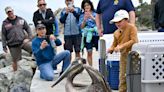 After nearly dying, 10 rehabbed brown pelicans are released into the wild