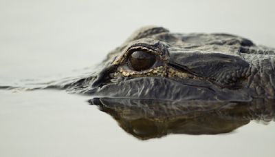 How to apply for 2024 Alligator Hunting permits in Mississippi