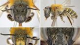 Nova espécie de abelha é descoberta por professora da Unicentro | TNOnline
