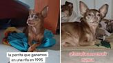 Perrita chihuahua de 29 años se vuelve viral en TikTok por su sorprendente longevidad